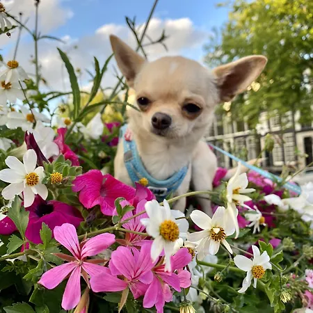 Barangay 4* Άμστερνταμ