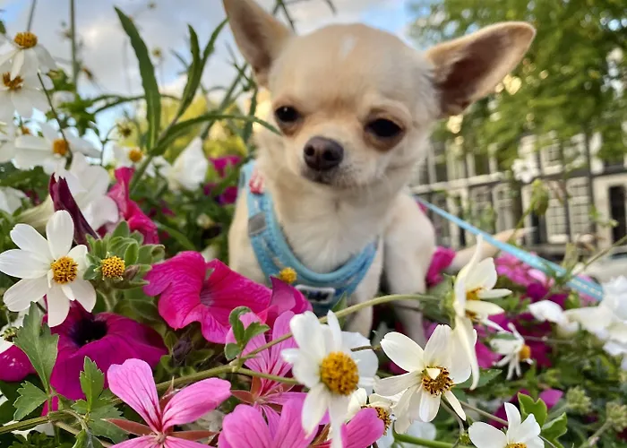 Barangay 4* Amsterdam